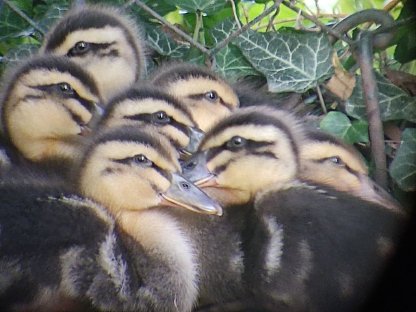 Bild 5:Rouen Clair Enten