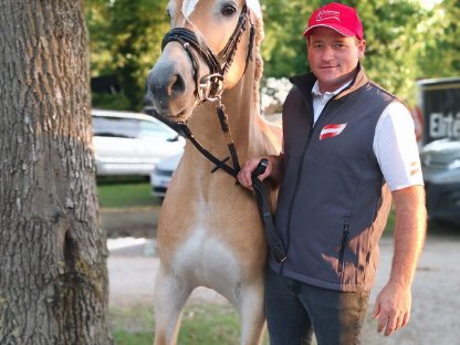 Bild 5:4,5-jähriger sportlicher, schicker Haflingerwallach