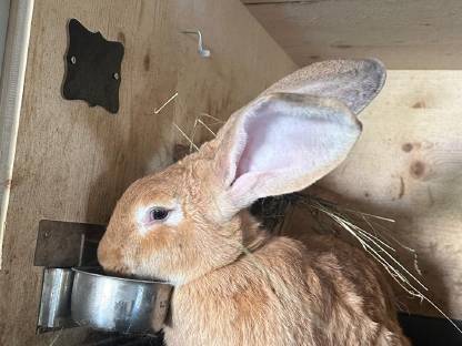 Bild 3:Deutsche Riesen gelb tätowiert