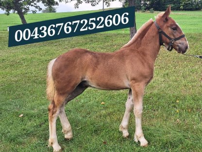 Bild 2:Noriker Fuchshengstfohlen