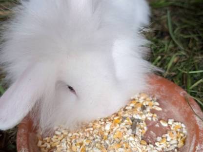 Bild 2:Zwergkaninchen zu vergeben