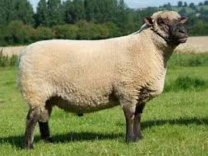 Shropshire