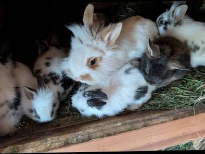 Bild 7:Einige schöne Löwenkopf-Zwergkaninchen