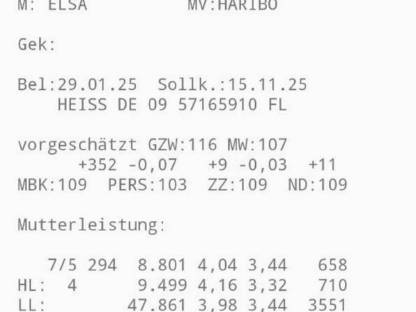 Bild 5:Trächtige Fleckviehzuchtkalbin