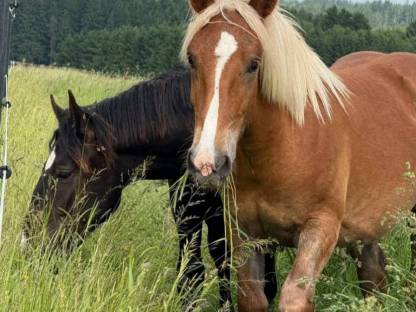 Bild 2:2 Noriker Hengst Jährlinge