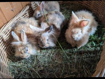 Bild 9:Löwenkopf Zwergkaninchen in allen Farben