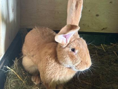 Bild 2:Deutsche Riesen gelb tätowiert