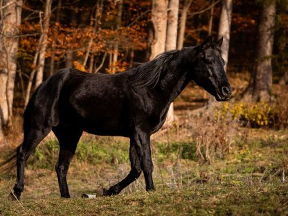 Bild 2:Deckanzeige Quarter Horse