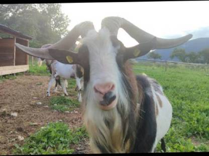 Bild 6:Steirische Scheckenziegen