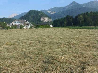 Bild 2:Heuballen/Pferdeheu 1. Schnitt 2025