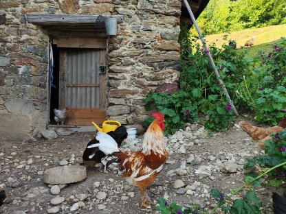 Bild 4:Freundliche, schöne Buntleger-Mix-Hähne abzugeben