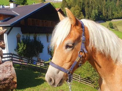 Bild 4:Haflinger Hengstfohlen