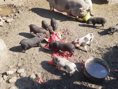 Mini Schweine