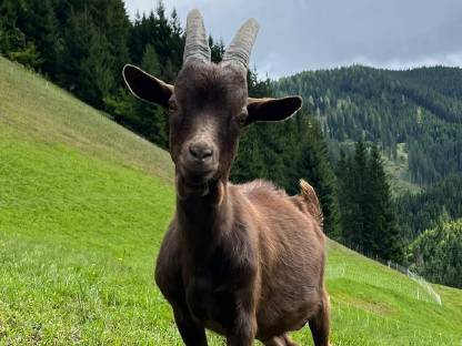 Bild 2:Aosta Ziegenbock