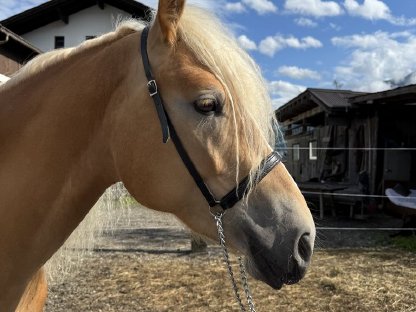 Bild 4:Tiroler Haflinger Hengst (2,5 j)