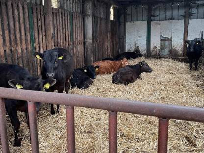 Bild 3:Wagyu Fullblood Absetzer