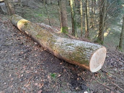 Bild 5:Verkaufe Bergahorn- und Eschenstämme Blochholz Rundholz