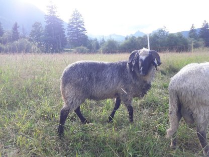 Bild 2:Alpiner Steinschafwidder BIO