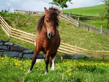Bild 4:Minishetland Stute - Milli-Krug