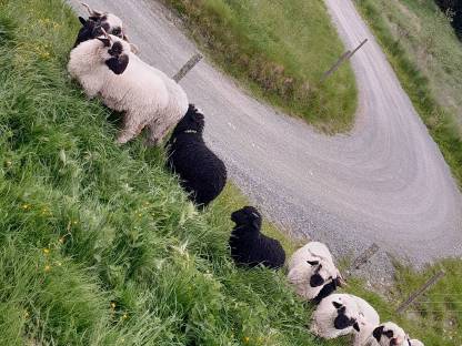 Bild 2:Walliser Schwarznasen Widder, Zackel x Walliser Mixe