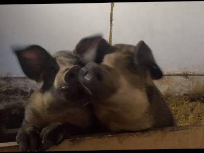 Bild 2:Fertig gemästeter Duroc-Mangalitza Kastrat