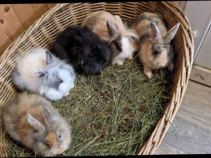 Bild 3:Zwergkaninchen in allen Farben zu verkaufen