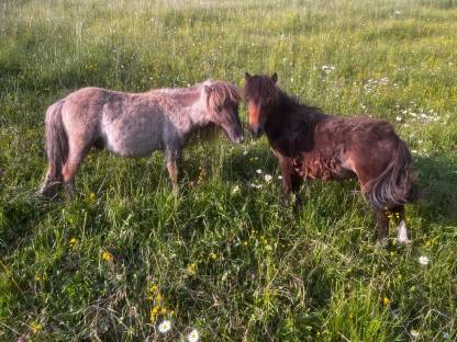 Mini Shetlandpony Wallache