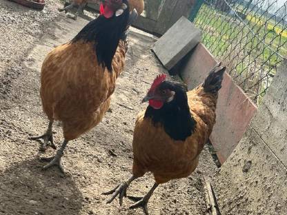 Bild 6:Vorwerk Bruteier