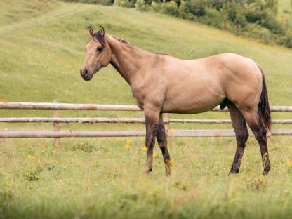 Bild 2:Quarter Horse Hengstjährling