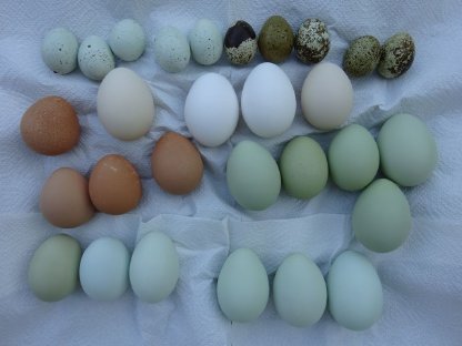 Eier - Speiseeier