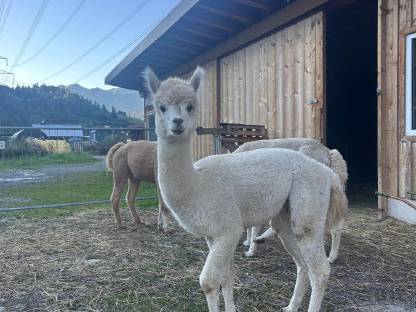 Bild 2:Alpaka Junghengst