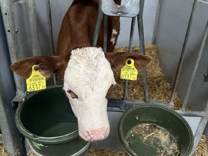 Verkaufe 2 Zuchtkälber