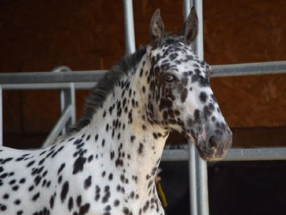Bild 7:Heimat Vulkan Noriker Tiger Hengstfohlen zu verkaufen