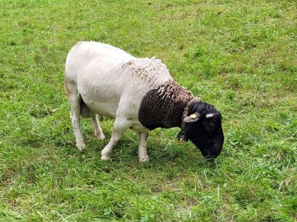 Bild 4:Dorper Widder