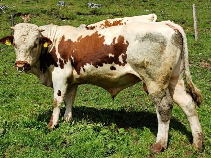 Pustertaler Bio-Zuchtstier