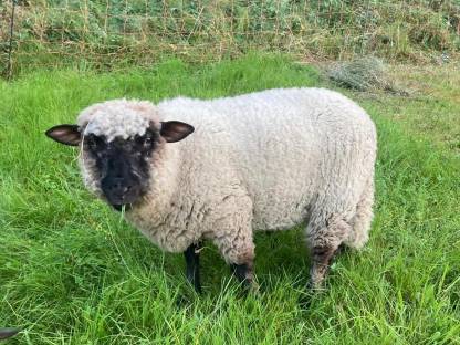Shropshire Böcke