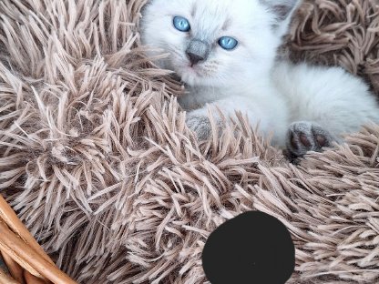 Bild 4:Ragdoll Kitten