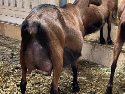 Bild 6:Gämsfarbige Gebirgsziegen