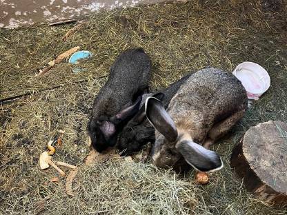 Bild 3:Deutsche Riesen weiblich