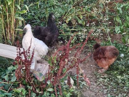 Bild 7:Hühner, Höckergänse, Puten, Kunekune, Bruteier