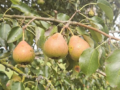 Bild 2:Mostbirnen gratis pflückbar