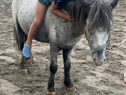 Super liebes pony sucht neues Zuhause