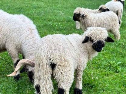 Bild 7:BIO Walliser Schwarznasen weiblich