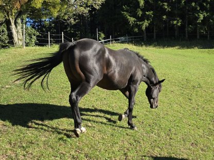 Bild 4:2,5-jähriger Quarter Horse Hengst