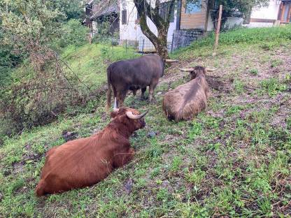 Bild 6:Handzahme Hochlandrind-Zuchtstiere, BIO