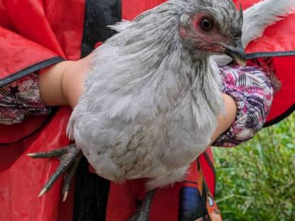 Bild 2:Lavender Araucana Henne