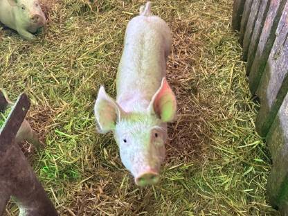 Ferkel Edelschwein x Pietrain