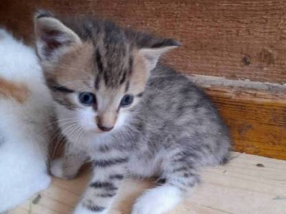 Süße verspielte Babykatzen abzugeben
