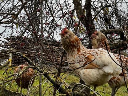 Bild 3:Thüringer Barthuhn Küken
