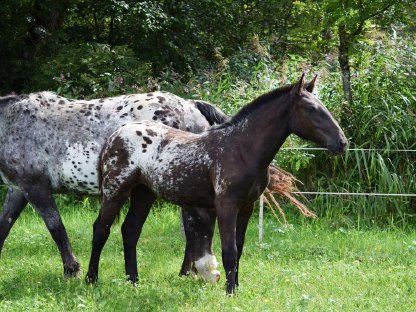 Flicka Falerie Noriker Tiger Stutfohlen zu verkaufen